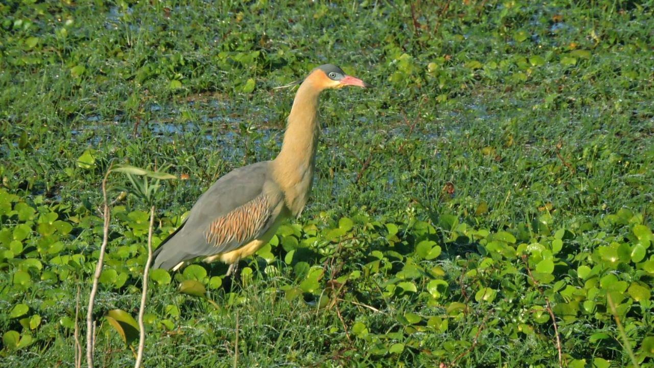 Los Chaja Ecolodge Barra de Valizas Zewnętrze zdjęcie